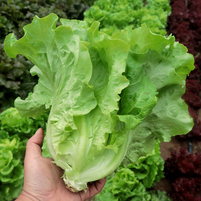 全年耐抽苔生菜种籽香甜生菜种子四季蔬菜种孑耐热春秋季菜