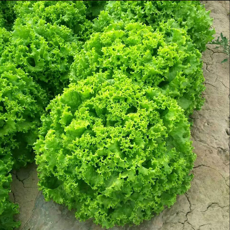 香甜玻璃生菜种子奶油生菜耐热耐寒耐抽苔沙拉生菜四季种植