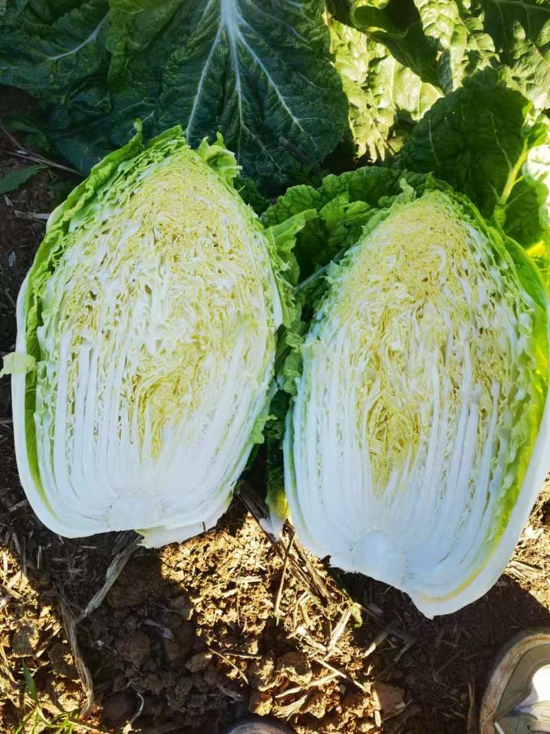 精品黄心大白菜河南南阳蔬菜基地直发资深代办欢迎电联