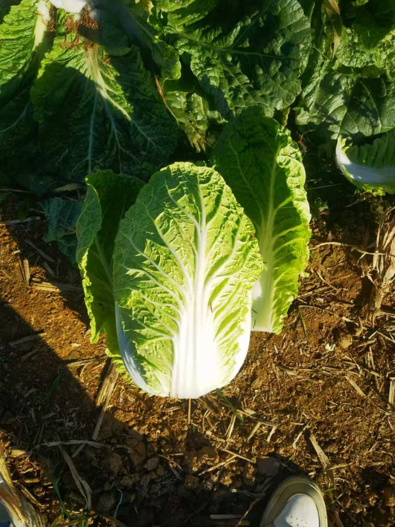 精品黄心大白菜河南南阳蔬菜基地直发资深代办欢迎电联