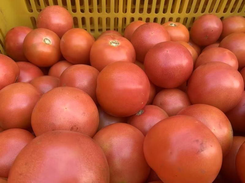 【推荐】精品西红柿产地直发量大价优可视频看货欢迎
