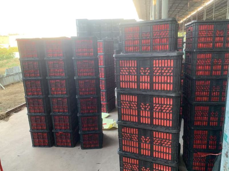 【推荐】精品西红柿产地直发量大价优可视频看货欢迎