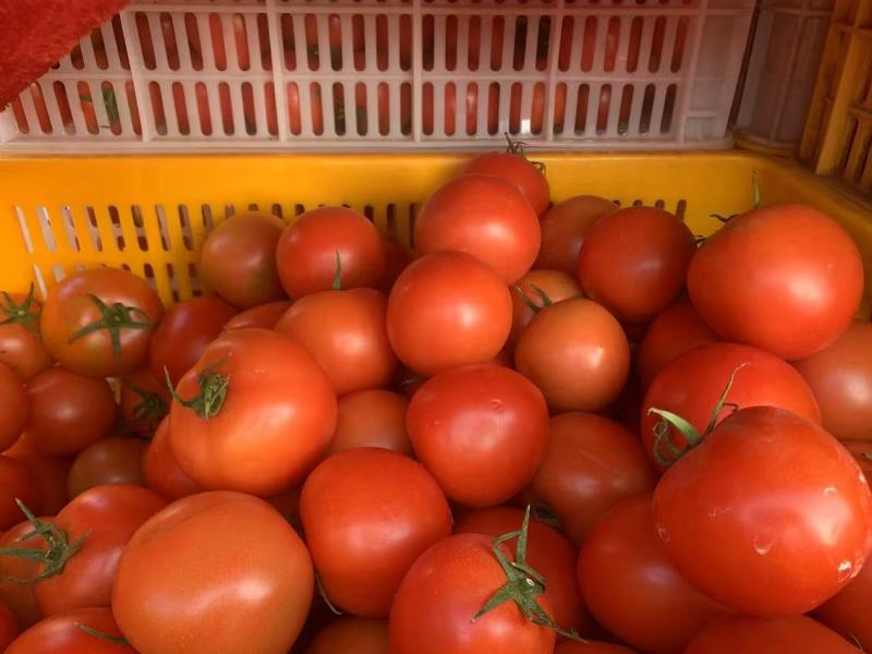 【推荐】精品西红柿产地直发量大价优可视频看货欢迎