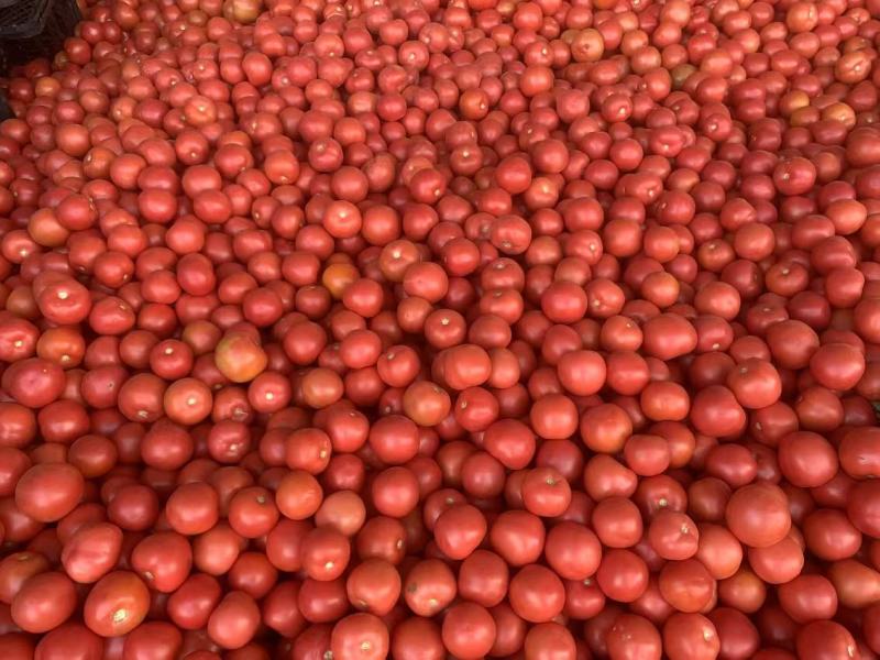 【推荐】精品西红柿产地直发量大价优可视频看货欢迎