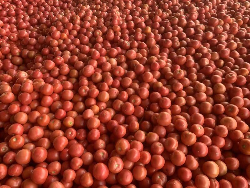 【推荐】精品西红柿产地直发量大价优可视频看货欢迎
