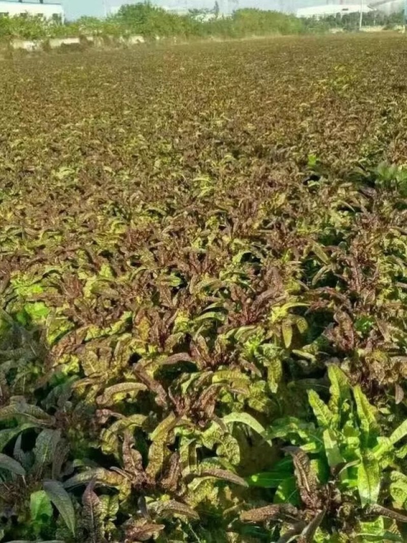 永安飞桥王莴笋种子中晚熟叶面皱叶尾尖皮薄香味浓
