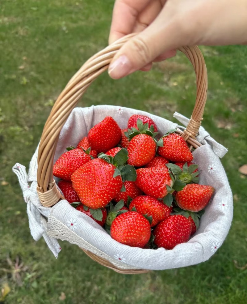 山东草莓香野草莓大量供应对接市场电商商超