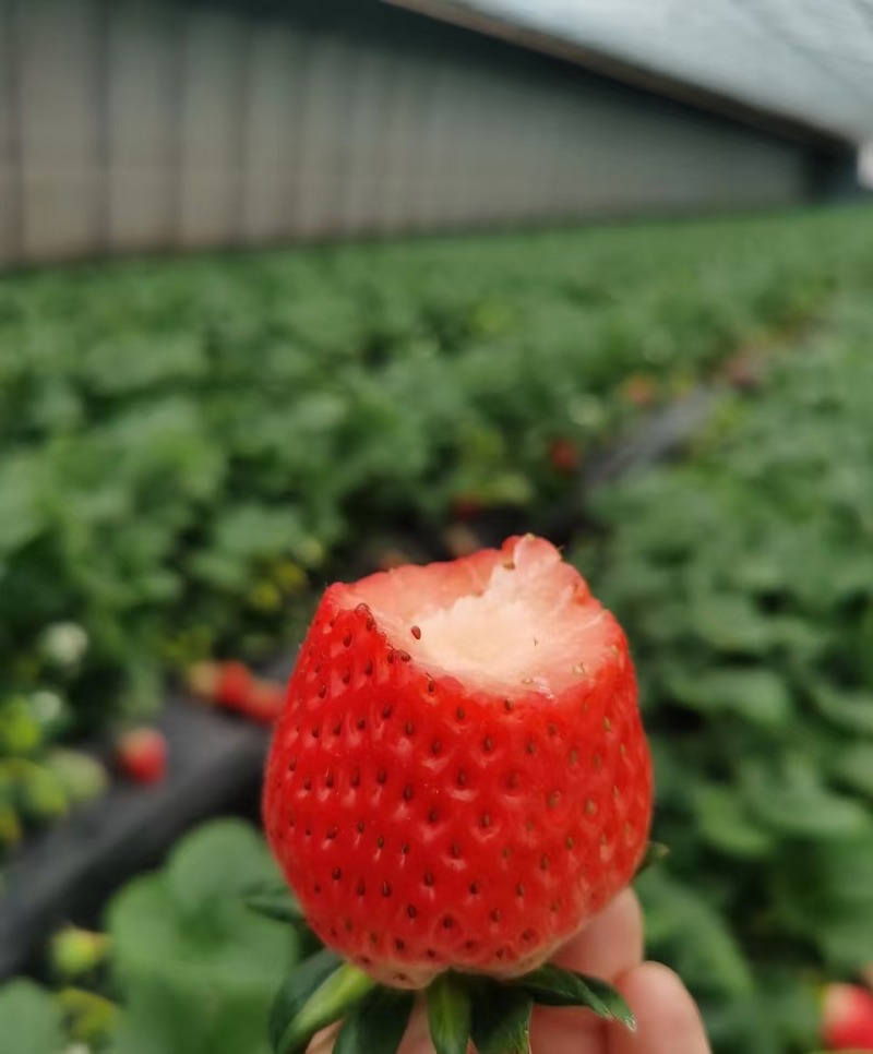 山东草莓香野草莓大量供应对接市场电商商超