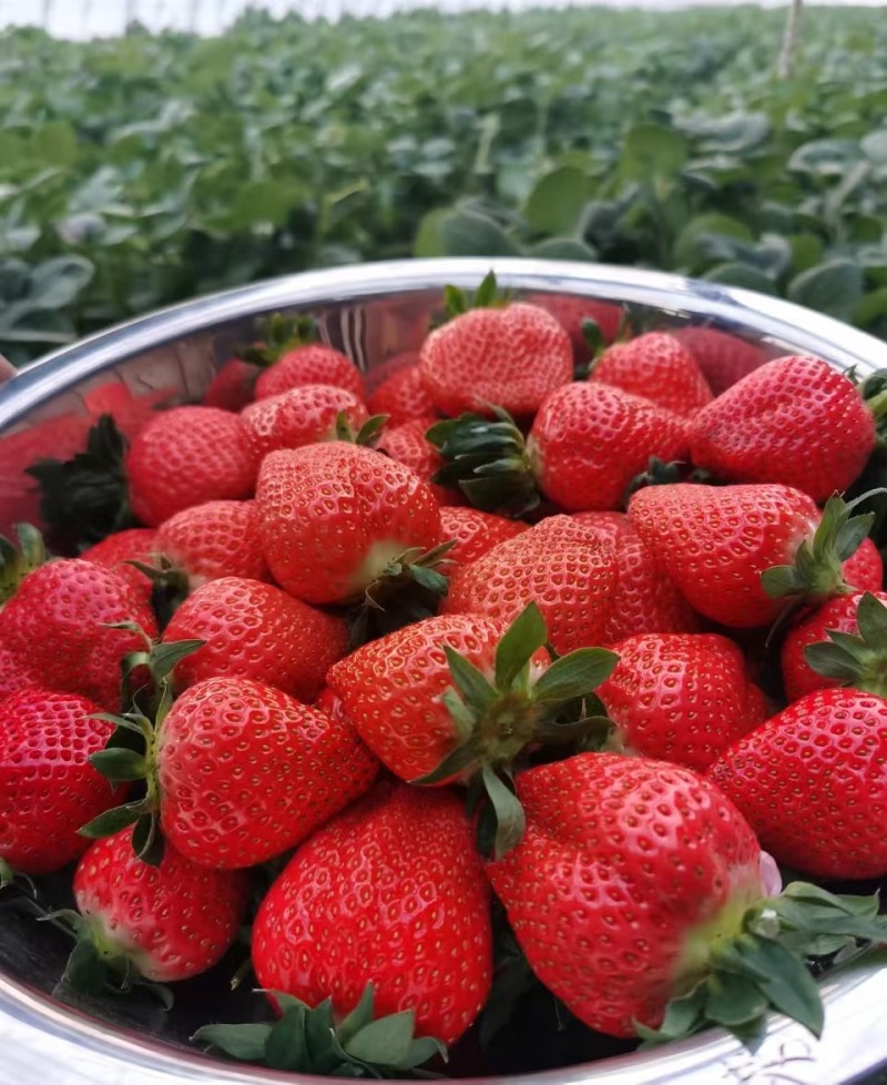 山东草莓香野草莓大量供应对接市场电商商超