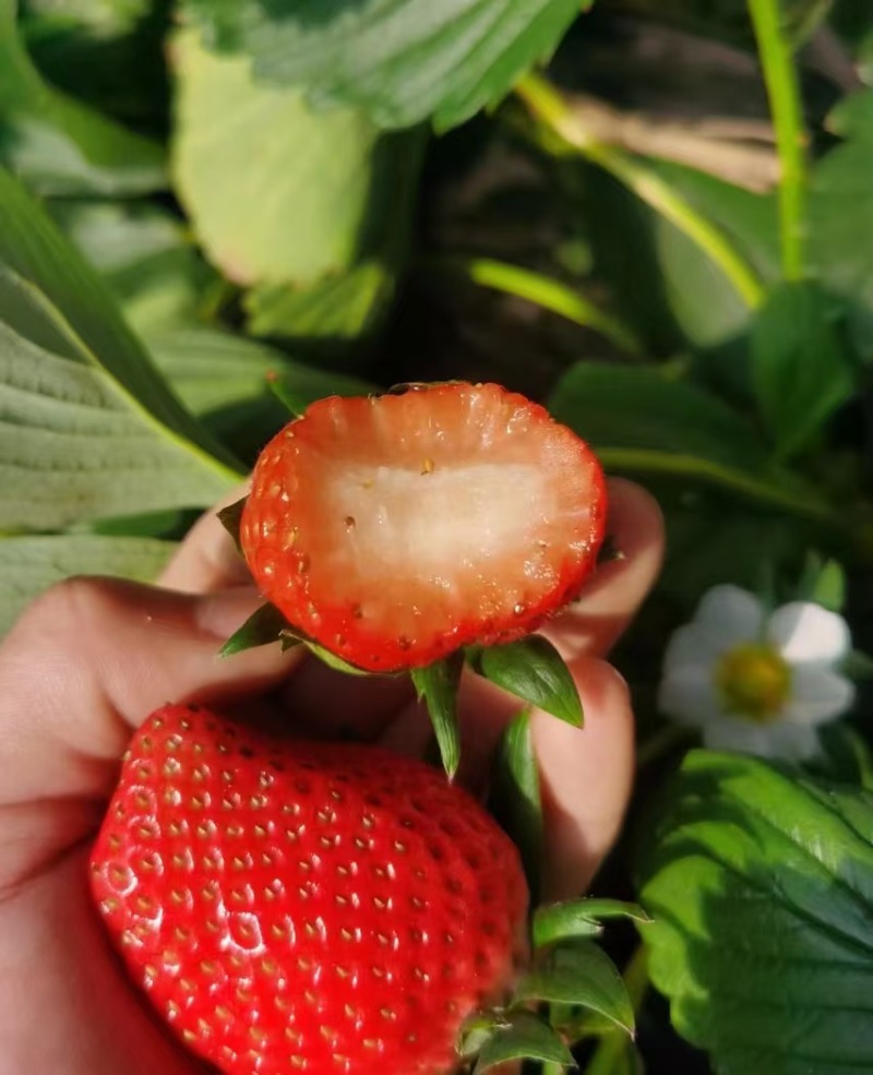 山东草莓香野草莓大量供应对接市场电商商超