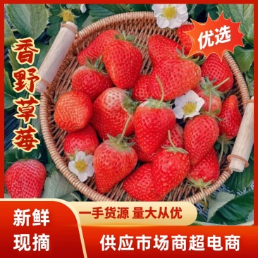 山东草莓香野草莓大量供应对接市场电商商超