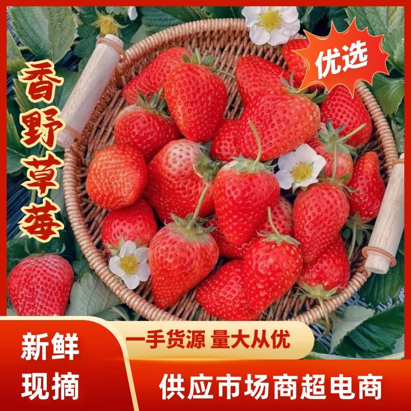 山东草莓香野草莓大量供应对接市场电商商超