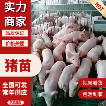 猪苗仔猪三元仔猪货源充足养殖场直发提供技术全国供应