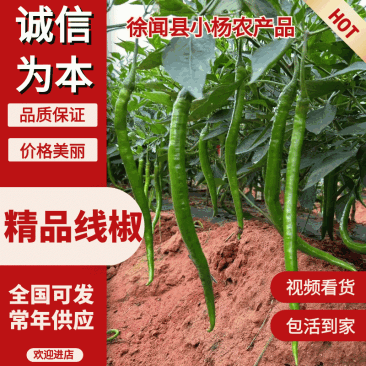【精品线椒】徐闻8号10-15厘米基地直供价格便宜全国代发