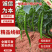 【精品线椒】徐闻8号10-15厘米基地直供价格便宜全国代发