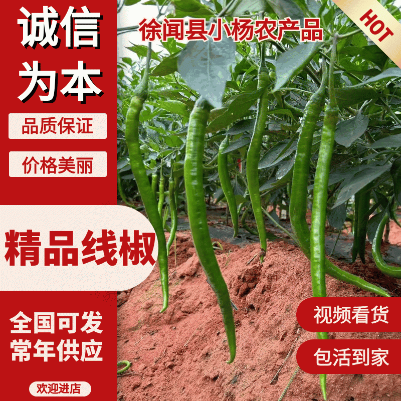 【精品线椒】徐闻8号10-15厘米基地直供价格便宜全国代发