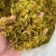 精品霍山石斛花，品质保证，价格优惠，实力精选，欢迎洽谈