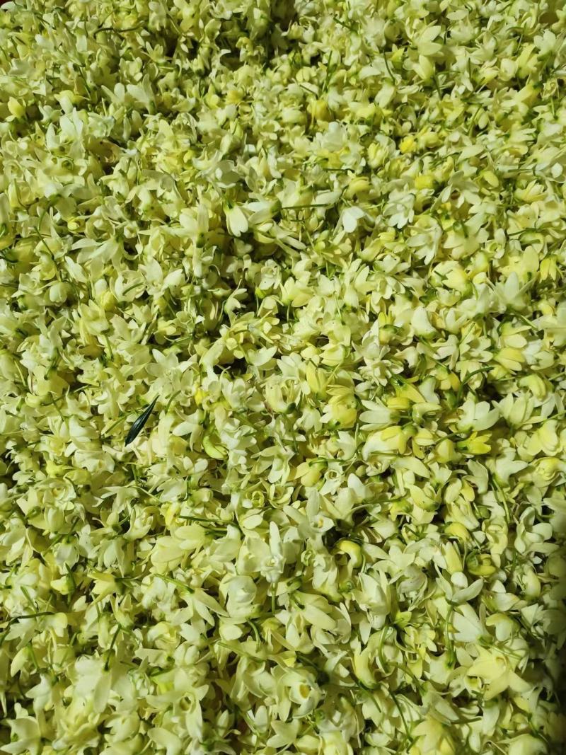 精品霍山石斛花，品质保证，价格优惠，实力精选，欢迎洽谈
