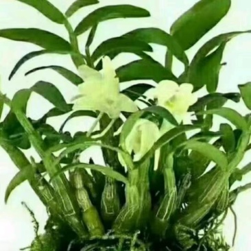 安徽霍山石斛盆花，价格优惠，品质保证，实力精选，服务周到