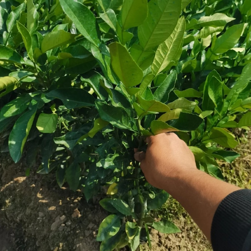 化州橘红苗黄龙一号正毛蜜叶橘红苗品种产量高基地发货
