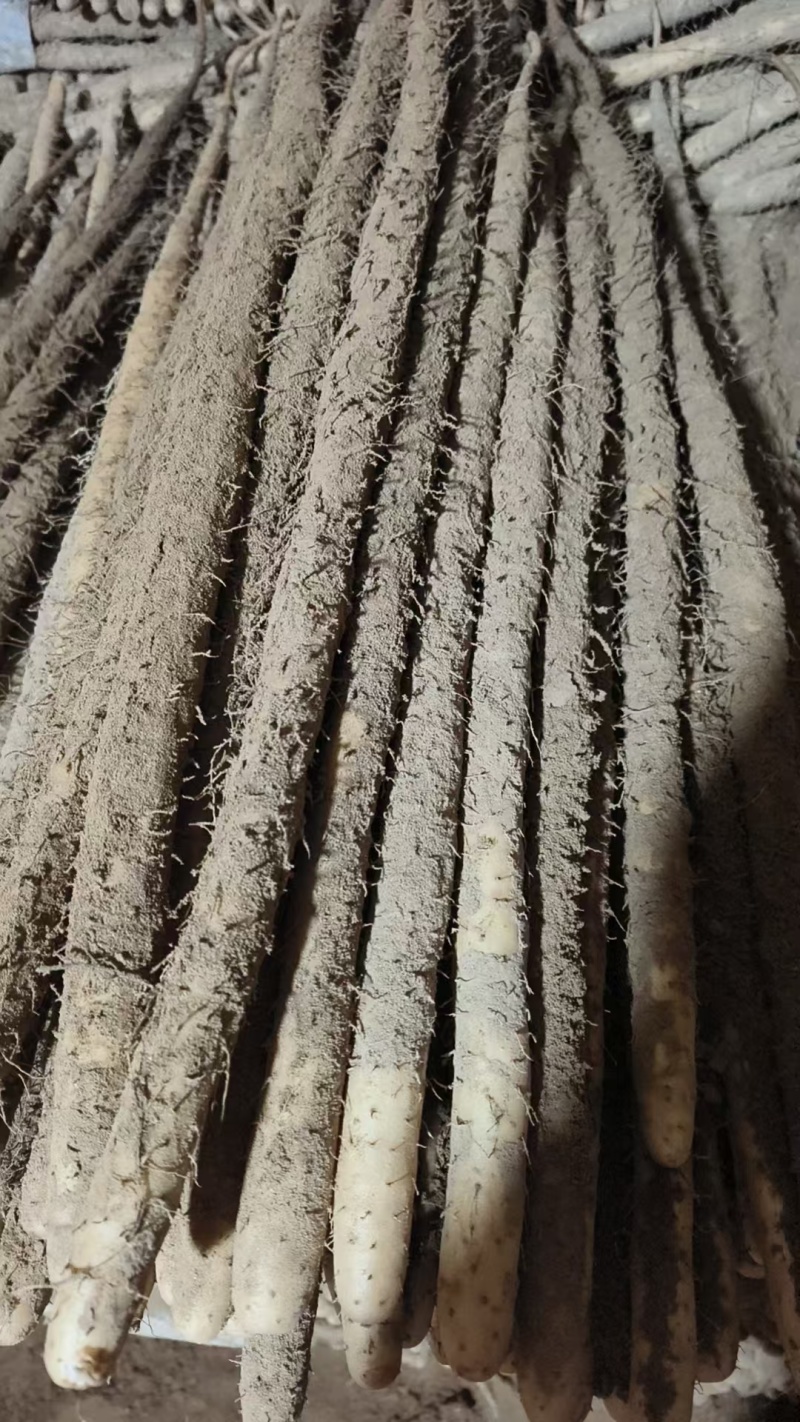 精品河北铁棍山药，可按需水洗包装，服务周到，品质保证