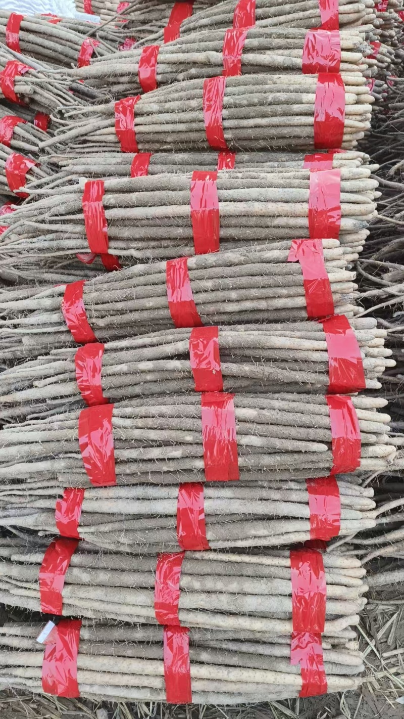 精品河北铁棍山药，可按需水洗包装，服务周到，品质保证