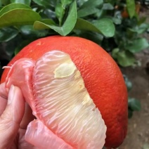 香妃柚三红柚苗，正宗精品三红柚苗，结果快大，欢迎咨询订购