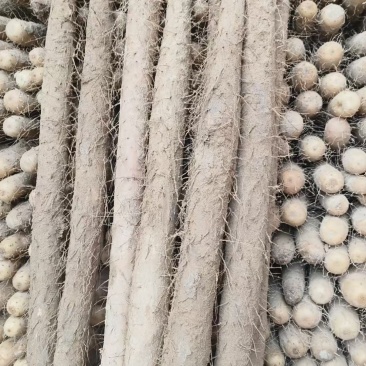 河北双棒山药，可按需水洗包装，服务周到，品质保证价格优惠