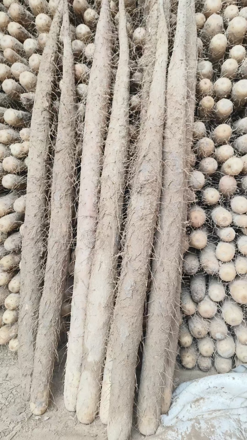河北双棒山药，可按需水洗包装，服务周到，品质保证价格优惠