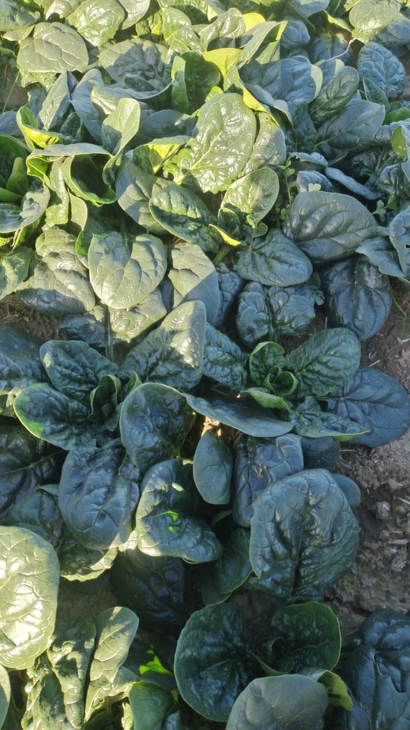 菠菜河南精品菠菜产地直供品质保障对接全国批发市场