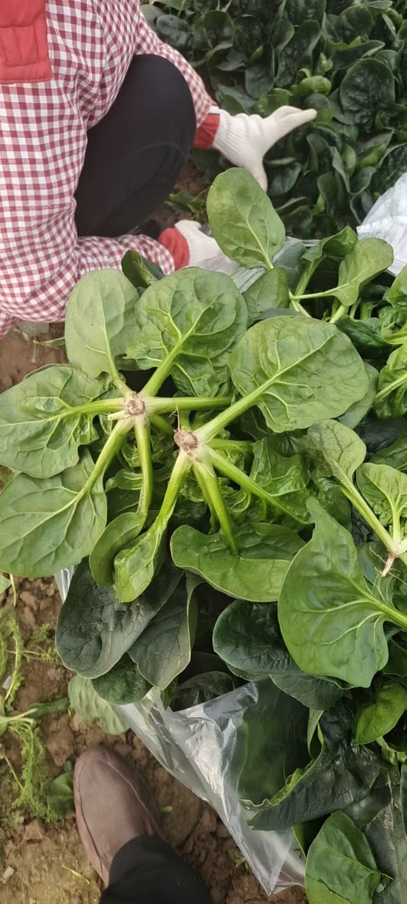 菠菜河南精品菠菜产地直供品质保障对接全国批发市场