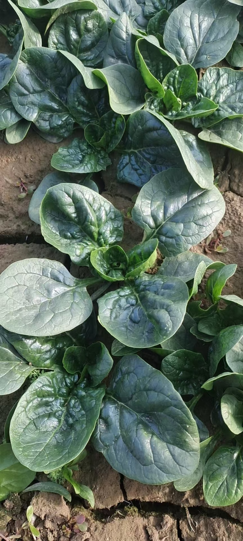 菠菜河南精品菠菜产地直供品质保障对接全国批发市场