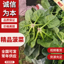菠菜河南精品菠菜产地直供品质保障对接全国批发市场