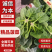 菠菜河南精品菠菜产地直供品质保障对接全国批发市场