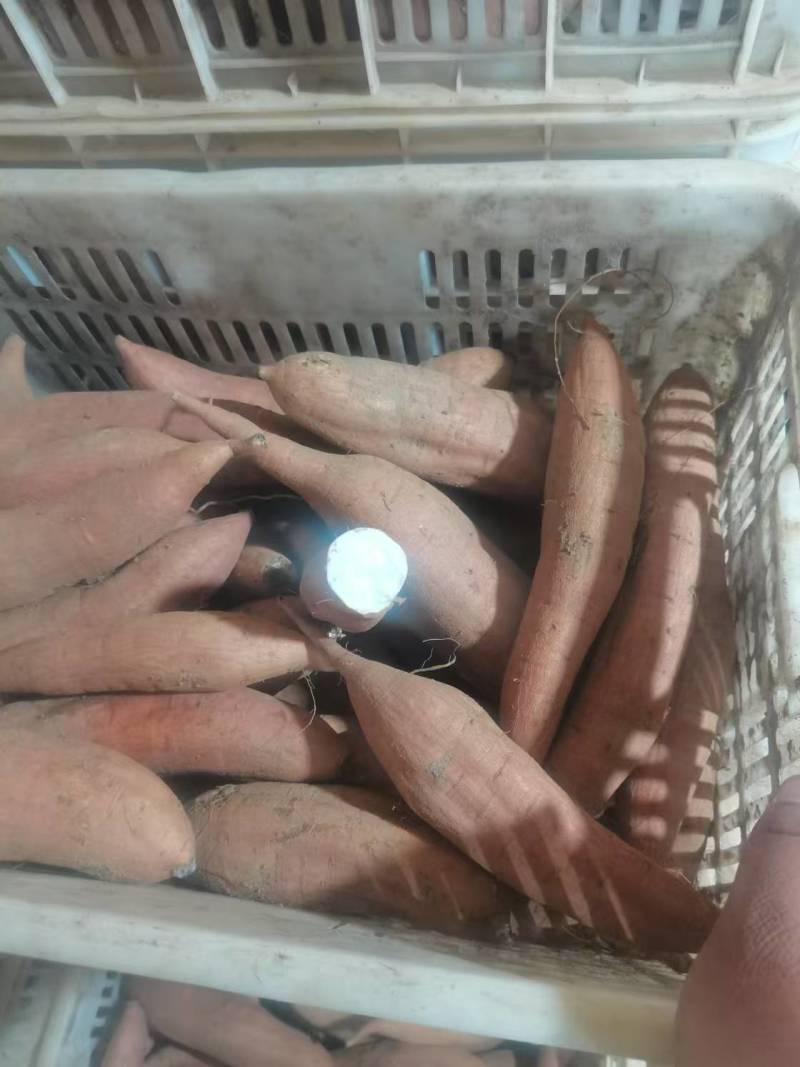 河北红薯，哈密红薯基地直发大量有货，可发往全国各地