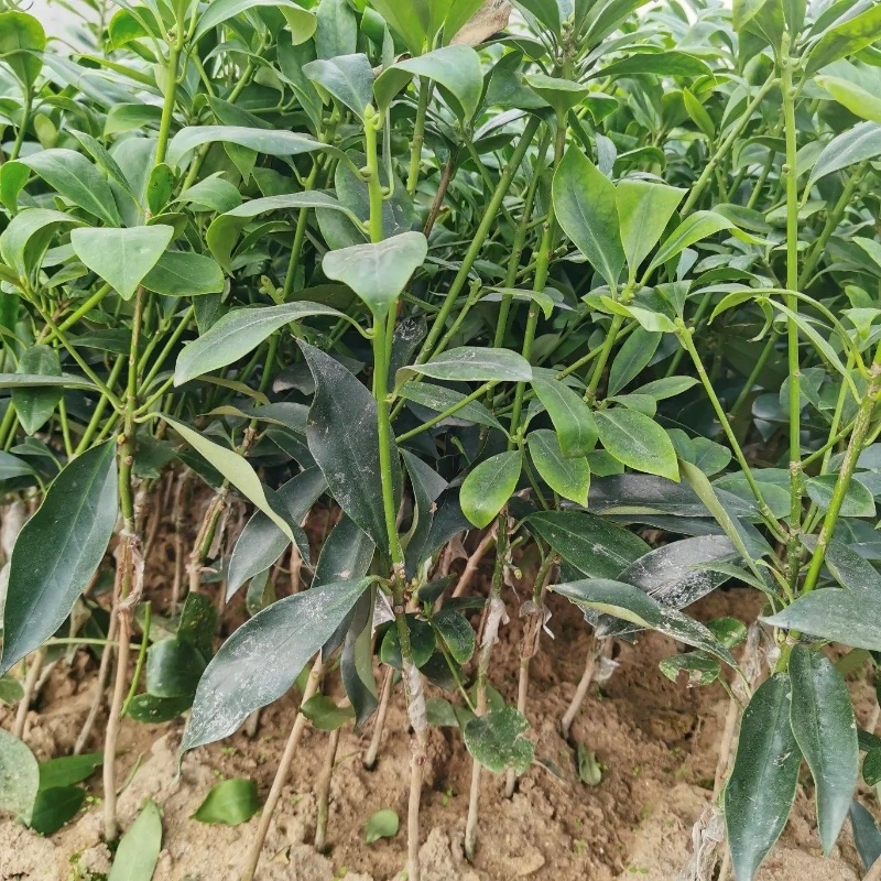 【八角树苗】高产八角嫁接苗直发提供技术全部都是经过嫁接好的