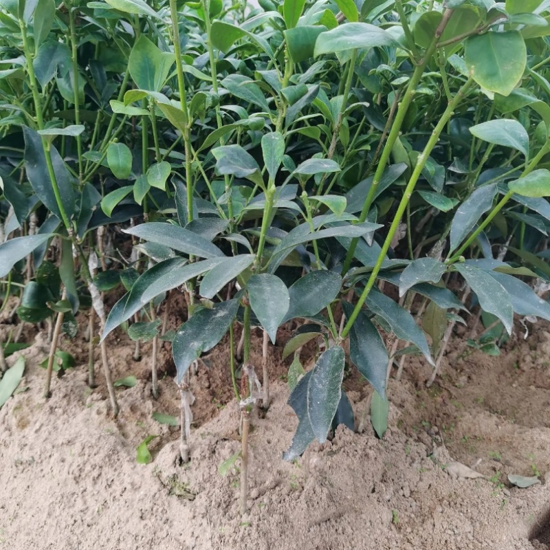 【八角树苗】高产八角嫁接苗直发提供技术全部都是经过嫁接好的