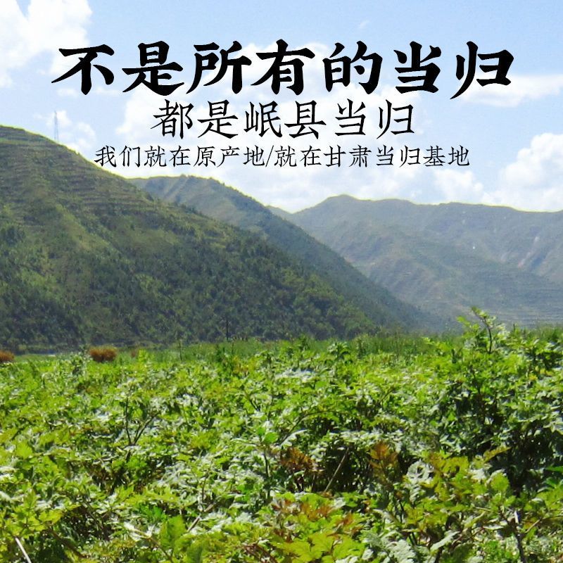 当归甘肃正宗岷县无硫磺干货批发可切片可配特级煲汤泡水不是