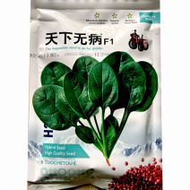 圆叶菠菜种子天下无病丹曼进口早熟耐热耐寒易札捆