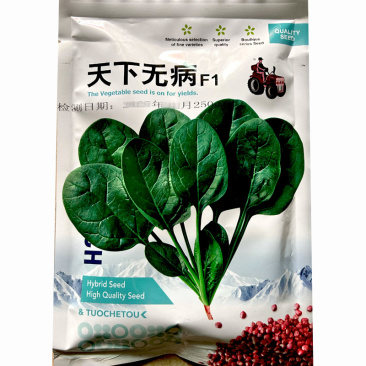 圆叶菠菜种子天下无病丹曼进口早熟耐热耐寒易札捆