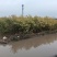 金叶榆抗风沙绿化装饰量大价优一手货源对接全国欢迎致电咨询