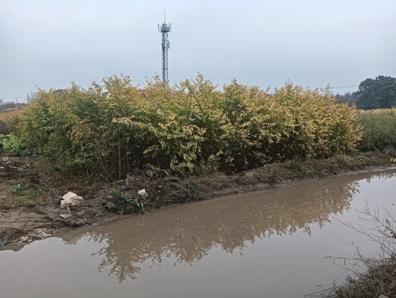 金叶榆抗风沙绿化装饰量大价优一手货源对接全国欢迎致电咨询