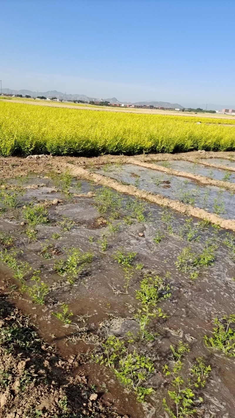 金叶榆抗风沙绿化装饰量大价优一手货源对接全国欢迎致电咨询