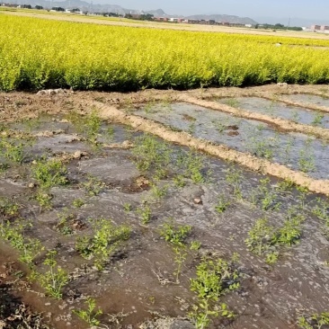 金叶榆抗风沙绿化装饰产地直发货源稳定量大价优欢迎致电