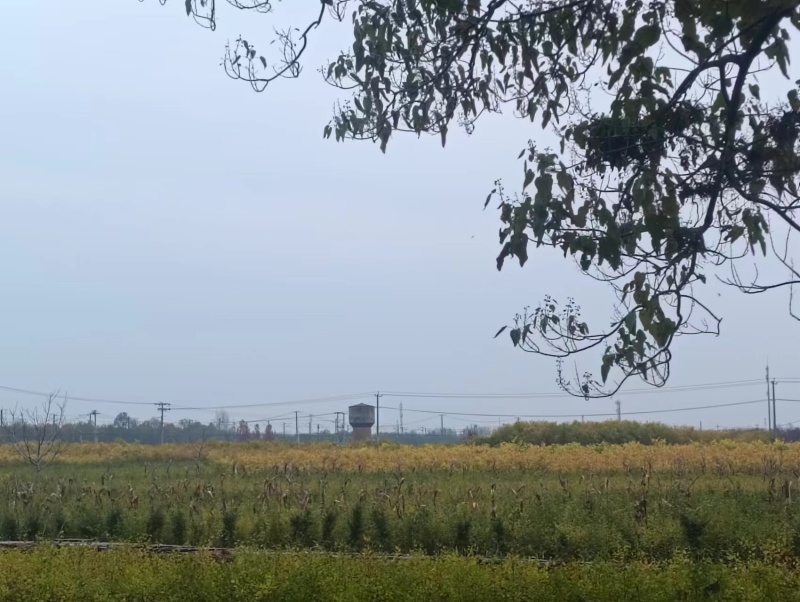 金叶榆抗风沙绿化装饰产地直发货源稳定量大价优欢迎致电