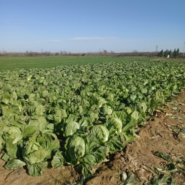 白菜价格便宜货源稳定产地直发量大价优保质保量欢迎致电咨询