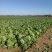 白菜价格便宜货源稳定产地直发量大价优保质保量欢迎致电咨询