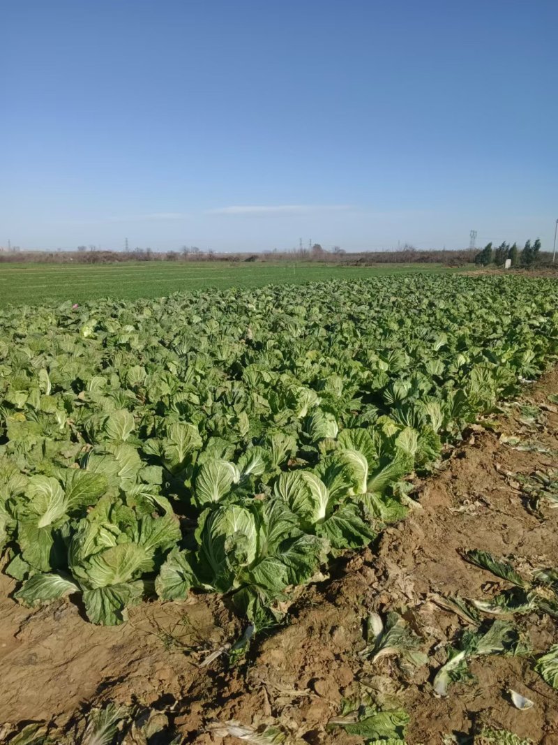 白菜价格便宜货源稳定产地直发量大价优保质保量欢迎致电咨询