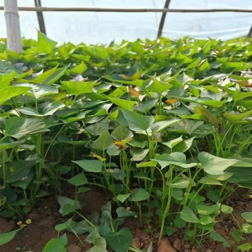 西瓜红红薯苗基地直发一手货源量大价优欢迎全国老板致电咨询