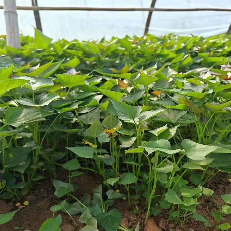 西瓜红红薯苗基地直发一手货源量大价优欢迎全国老板致电咨询